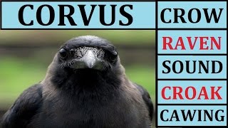 Crow Sounds Sound Effect Effects Cawing Caw Call Noises Noise Raven Scary Fx Loud for Children Kids [upl. by Anahpos]