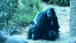 Gorilla Baby Love at the Zoo [upl. by Renmus]