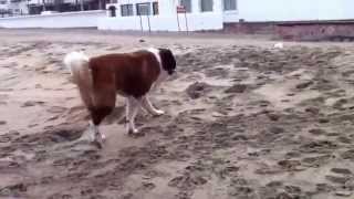 Perro san Bernardo Vito Corleone caminando en la playa [upl. by Nnalatsyrc]