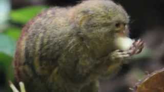 Dwergzijdeaapje ZOO Antwerpen  Pygmy marmoset monkey ZOO Antwerpen [upl. by Rachael]