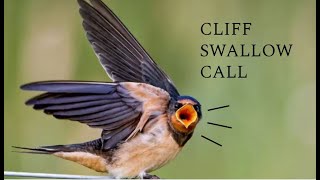 Cliff Swallow Call Sound Effect [upl. by Rivera]