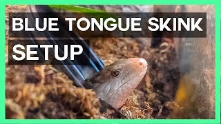 NEW BLUE TONGUE SKINK SETUP [upl. by Iadam]