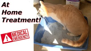 At Home Treatment for a Cat that Cant Urinate [upl. by Snider]