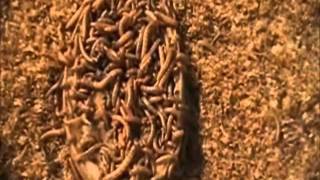 Raising Mealworms at Southern Bait Worms [upl. by Annodam]