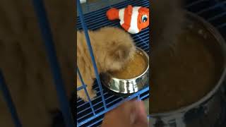 FEEDING MY 2 MONTHS OLD SHIHTZU  Shih tzu Diary Vlog [upl. by Lasiaf762]