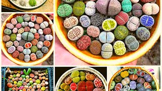 Lithops Care Living Stone Plant [upl. by Maisey]