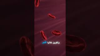 Vitamin B الفيتامين ب [upl. by Gredel]