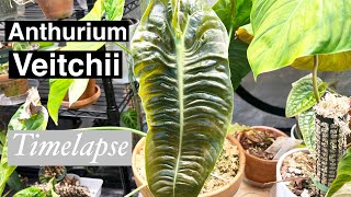 Anthurium Veitchii Growth Timelapse [upl. by Ahk]