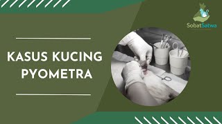 Kasus Kucing Pyometra [upl. by Eceinal464]