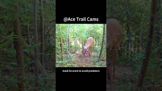 Parenting Moments A Mother Deer Licks Her Fawn trailcam gardepro wildlife [upl. by Nylirad]