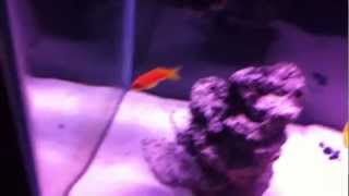 How to  Lyretail Anthias Pt2 [upl. by Gerg]