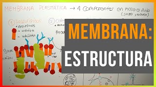 Estructura de la Membrana Plasmática [upl. by Washburn]