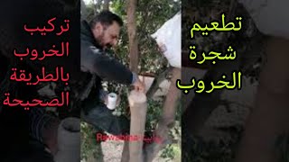 تطعيم شجر الخروب ، وطريقة التركيب الصحيحة Grafting Carob Tree Rawabina22 [upl. by Handal149]