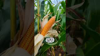 Corn A Nutritional Powerhouse [upl. by Jillane]