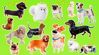 Learn the cartoon dogs breeds  Popular cartoon dogs from The secret life of pets [upl. by Nylave]