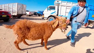 COMPRÉ CHIVO para el TÍO ADRIÁN  Plaza de Ganado  Feria de Animales [upl. by Airasor]