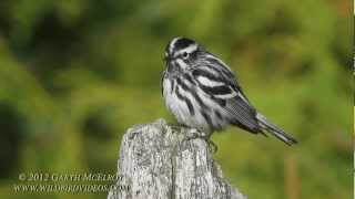 Blackandwhite Warbler in Maine [upl. by Aramaj175]