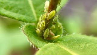 Aphids on Honeyberry  A Good Thing  Haskap [upl. by Dusty]