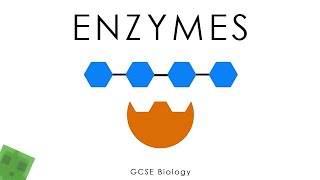 Enzymes  Biology full version [upl. by Askwith]