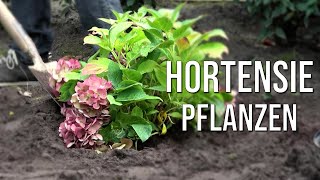 Hortensie pflanzen [upl. by Iadrahc]