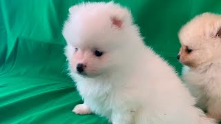 Chiot spitz nain pomeranian blanc à vendre 6 semaines [upl. by Aiak541]