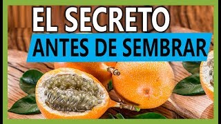 Cultivo de Granadilla Cómo sacar las MEJORES semillas para sembrar en el huerto [upl. by Nyladnarb]