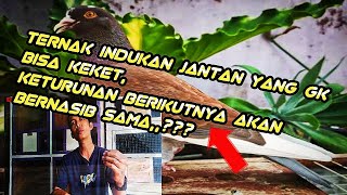 JANGAN PERNAH BREDING MERPATI JANTAN APABILA MEMILIKI MASALAH DENGAN GIRING KEKET NYA [upl. by Kovar]