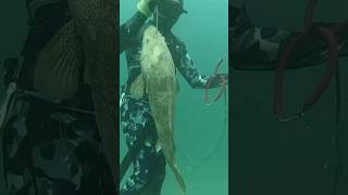 Spearfishing fishing spearfish fish woodenspeargun speargun ocean spearo shark spearow diy [upl. by Dust273]