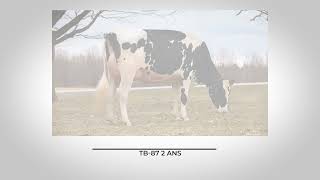 Finaliste Vache coup de cœur 2024  Maheufils Alphagen Balisto Aby EX91 5E 6 [upl. by Skelton]