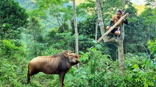 FULL VIDEO wild boar attacks people survive alone skills boar traps survival instincts [upl. by Onateag]