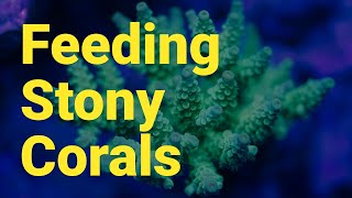 Acropora and SPS Corals Grow Better in Reef Tanks with Regular Feeding amp Amino Acids [upl. by Bonnee]