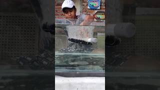 review batu aerator vs uniring buat kolam ikan koi shorts koilovers [upl. by Fremont]