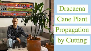 How to Propagate Dracaena Cane Plant by Cuttings [upl. by Lucilla]