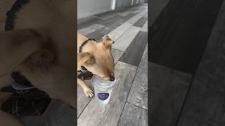 Chance vs Boulon Tampadogsoftiktok dogmom dogasrm asrm boulon waterstreet [upl. by Maice763]