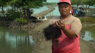 CARA BUDIDAYA RUMPUT LAUT GRACILARIA Sp DI TAMBAK MUARAGEMBONG BEKASI [upl. by Normy]