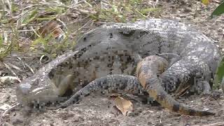 Blue tongue lizards mating Sept 2023 [upl. by Einittirb]