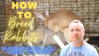 BREEDING RABBITSEVERYTHING YOU NEED TO KNOW [upl. by Egap]