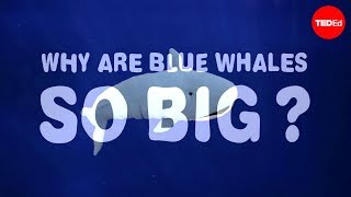 Why are blue whales so enormous  Asha de Vos [upl. by Atinna578]