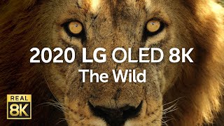 2020 LG OLED 8K l The Wild 8K HDR 60fps [upl. by Lebana]