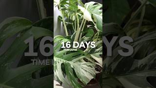 Albo growth over 16 days planttimelapse houseplants plants monstera [upl. by Romney]