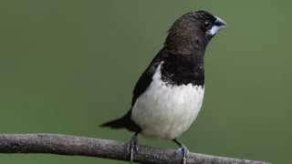 Whiterumped Munia [upl. by Bohrer]