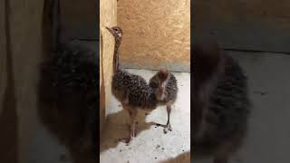 Ostrich Chicks available for sale919332802826 [upl. by Gomar]