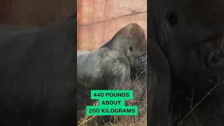 Gorillas The Largest Primates on Earth 🦍 animalfacts GorillasAnimalFactsWildlifeNature [upl. by Litton]