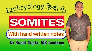 Formation of Somites  Paraxial Mesoderm  General Embryology [upl. by Nahraf]