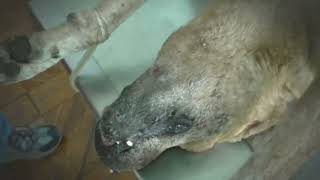 Mango Worm Removal from a Street Dogs Neck [upl. by Cosma]