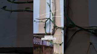 Harjod Plant  Bone Setter Plant  Cissius Quadrangularis  youtubeshorts  trending  viralvideo [upl. by Fryd]