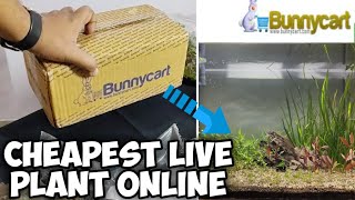 Aquarium live plant from BUNNYCART  Unboxing amp Review LushAqua [upl. by Suu]