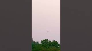 birdflying skyview nature lake whitebird [upl. by Karlin261]