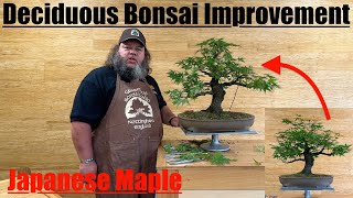 Deciduous Bonsai Improvement  Arakawa Maple  Greenwood Bonsai [upl. by Adleremse548]