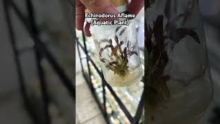 Echinodorus Aflame Tissue Culture Aquatic Plant Tissue Culture aquaticplant aquaticplants lab [upl. by Eimrej]